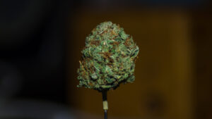Critical Kush View on 500px Critical Kush from Barney’s Farm is a mostly indica strain that blends together two famed c…