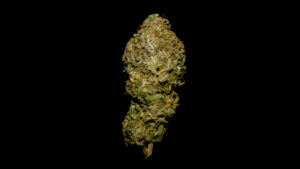 Shishkaberry View on 500px Shiskaberry, or "Kish",is an indica-dominant hybrid that came about from crossing DJ Short B…