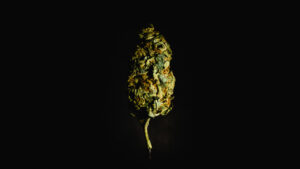 Skywalker OG View on 500px Skywalker OG is a potent indica-dominant hybrid strain that may just take you to a galaxy fa…