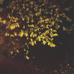 Autumn. (at Porter Brook, Sheffield)
