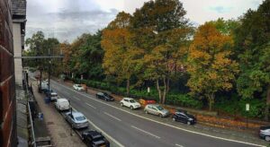 The #trees on #ecclesallroad in #sheffield look pretty boss right now. #syorksphoto (at Ace)