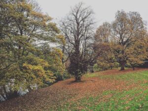 #Sheffield still has plenty of beautiful #trees. :) Sucks what happened on Rustlings Road though. :/
