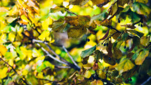 Quick snap of the tree outside my office window.