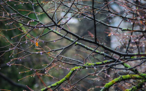 Another day, another raindrop.