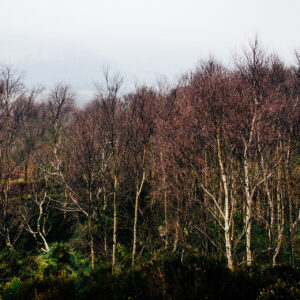 Treetops