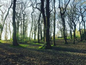 Endcliffe Park woodland is looking pretty sweet now the Sun is out. #sheffield #sheffieldissuper #syorksphoto (at Endcl…