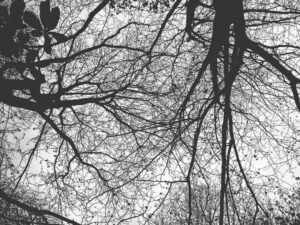 Gotta love the shapes that #trees create. :) #sheffield #nature #syorksphoto