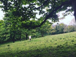 Here come the horses. #sheffield #nature #syorksphoto (at Forge Dam Park)