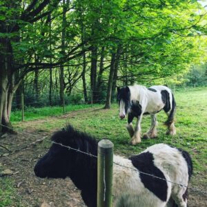 #Horses at Forge Dam Park. #sheffield #sheffieldissuper #syorksphoto #nature (at Forge Dam Park)