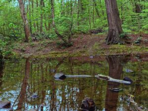 Water's edge. #sheffieldissuper #syorksphoto #nature #trees #water #sheffield (at Whiteley Woods Sheffield)