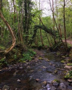 Natural Bridge formed from a fallen tree. #porterbrook #sheffield #syorksphoto #sheffieldissuper #yorkshire