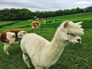 Alpacas. #sheffield #sheffieldissuper #syorksphoto #yorkshire (at Mayfield Alpacas Animal Park)