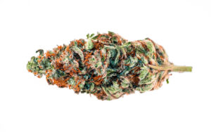 Star Dawg Stardawg, possibly named after the bright, sparkling crystal trichomes that blanket the strain like stars, is…
