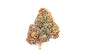 Purple Stardawg