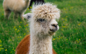 Mayfield Alpaca Farm, Sheffield