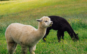 Mayfield Alpaca Farm, Sheffield