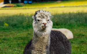 Mayfield Alpaca Farm, Sheffield