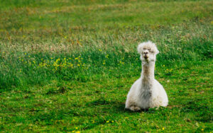 Mayfield Alpaca Farm, Sheffield