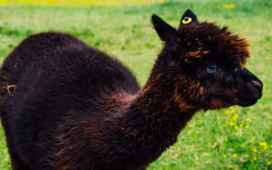 Mayfield Alpaca Farm, Sheffield
