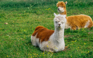 Mayfield Alpaca Farm, Sheffield