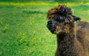 Mayfield Alpaca Farm, Sheffield