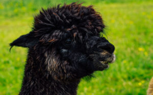 Mayfield Alpaca Farm, Sheffield
