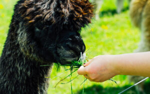 Mayfield Alpaca Farm, Sheffield