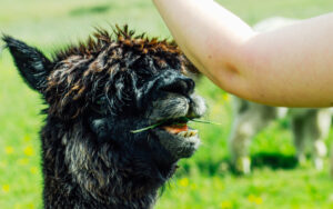 Mayfield Alpaca Farm, Sheffield