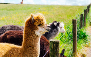 Mayfield Alpaca Farm, Sheffield