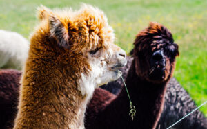 Mayfield Alpaca Farm, Sheffield