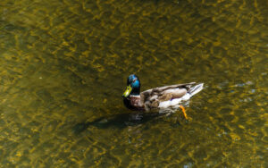 Along Porter Brook