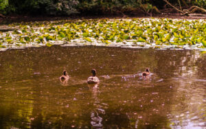 Along Porter Brook
