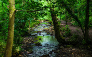 Along Porter Brook