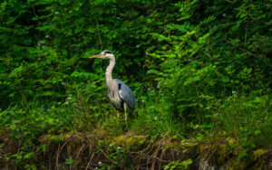 Along Porter Brook