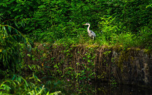 Along Porter Brook