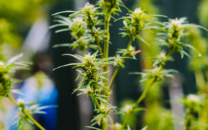 Cannabis, growing outdoors (in people’s gardens), as nature intended. At Christiania in Copenhagen.