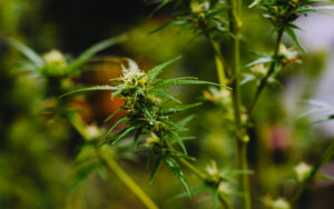 Cannabis, growing outdoors (in people’s gardens), as nature intended. At Christiania in Copenhagen.