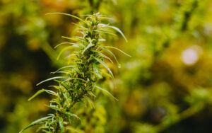 Cannabis, growing outdoors (in people’s gardens), as nature intended. At Christiania in Copenhagen.