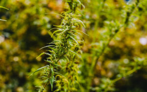 Cannabis, growing outdoors (in people’s gardens), as nature intended. At Christiania in Copenhagen.