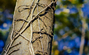 Endcliffe Park