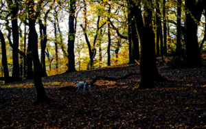 Endcliffe Park