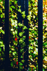 Ivy on Railings