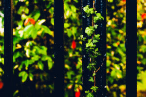 Ivy on Railings
