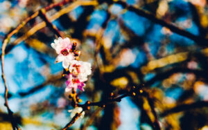 Tree Flowers