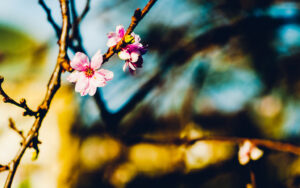 Tree Flowers
