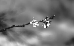 Tree Flowers