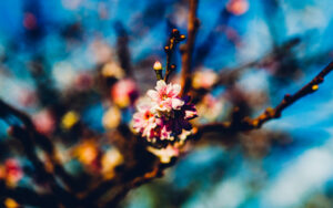 Tree Flowers