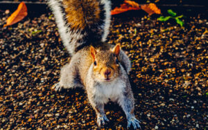 Hey Squirrel!