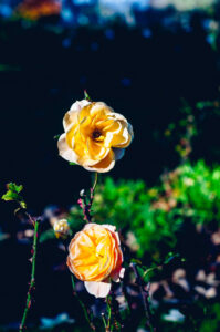 Roses