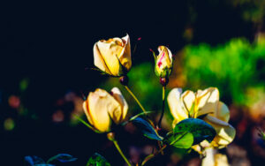 Roses